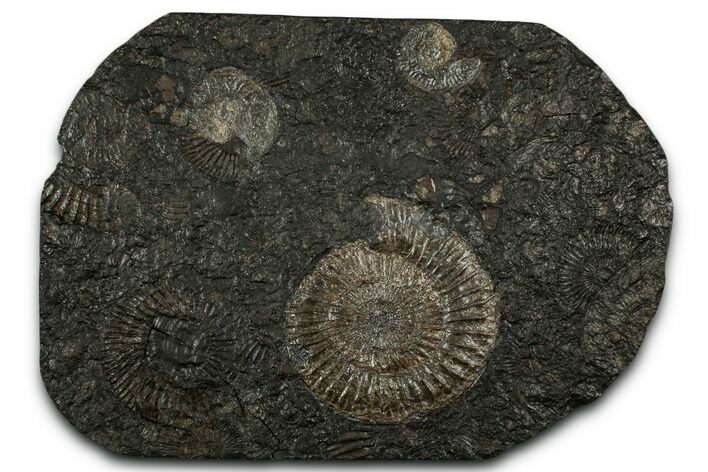Fossil Ammonite Cluster - Posidonia Shale, Germany #353549